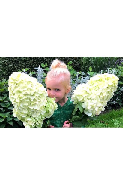 Великі білі волоті гортензії ’Геркулес’